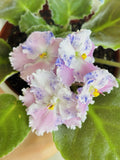 Amour Elite African Violet Starter Cutting - Unrooted Standard Plant (Saintpaulia)