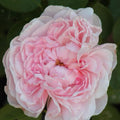 Climbing Rose Cuttings - 3 Fresh 6” Long Unrooted Cuttings - Rosa spp.