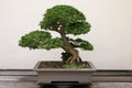 Hinoki Cypress Bonsai Tree Seeds - 20 Seeds - Evergreen Bonsai - Chamaecyparis obtusa - Grow Your Own Tree
