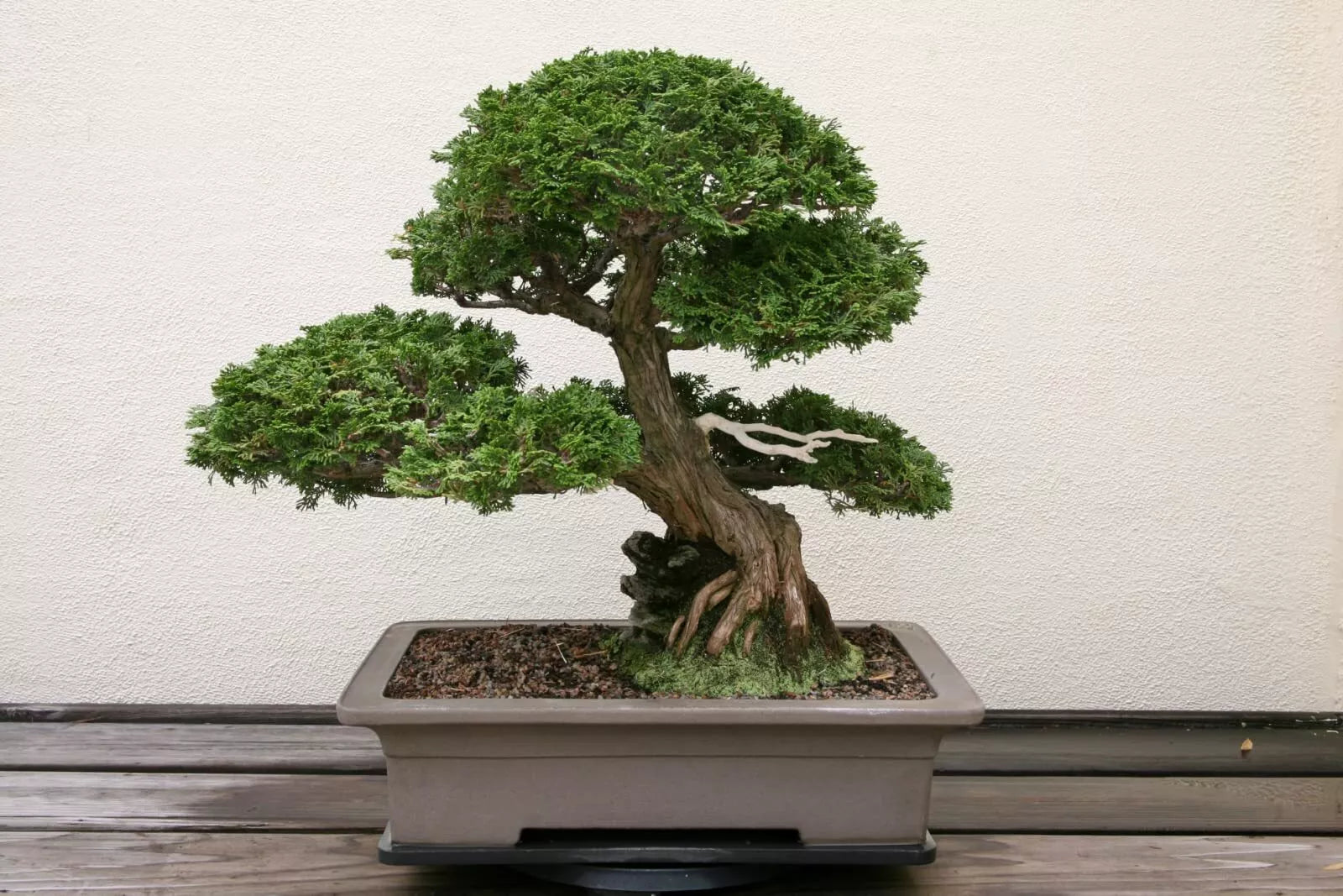 Hinoki Cypress Bonsai Tree Seeds - 20 Seeds - Evergreen Bonsai - Chamaecyparis obtusa - Grow Your Own Tree
