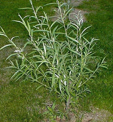 Jumbo Hybrid Willow Tree Cuttings - 10 Inch - Thick Root Stock - Salix × sepulchralis