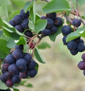 Dormant Allegheny Edible Serviceberry Plant - Amelanchier laevis - Self-Pollinating, Zones 4-8, Thornless, Medium Dark Berries