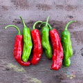 Shishito Hot Pepper Seeds - 25+ Count for Garden Planting - Capsicum annuum - USA Grown - Free Shipping