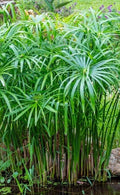 Umbrella Palm Live Plant - 'Baby Tut' - 6" Aquatic Marginal Starter - Cyperus gracilis