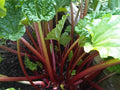 Rhubarb Seeds - Bulk 200 Seeds - Crimson Stalks - Heat Tolerant (Rheum rhabarbarum)