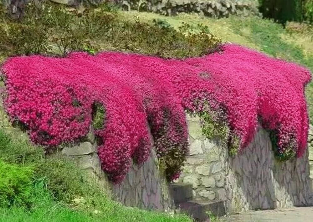 Red Creeping Thyme Seeds - 500+ Non-GMO Groundcover - Thymus serpyllum - Drought-Tolerant Garden Plant