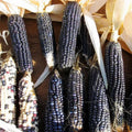 Hopi Blue Corn Seeds - Heirloom Non-GMO - Native American Variety - Zea mays indurata