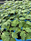 Lot of 2 Rare Old German Tomato Live Plants, Heirloom Variety, Solanum lycopersicum