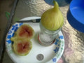 Fig Tree Cuttings Set - 6 Pcs Atreano Variety - Large Yellow Delicious Fruit - High Yield Two Crops