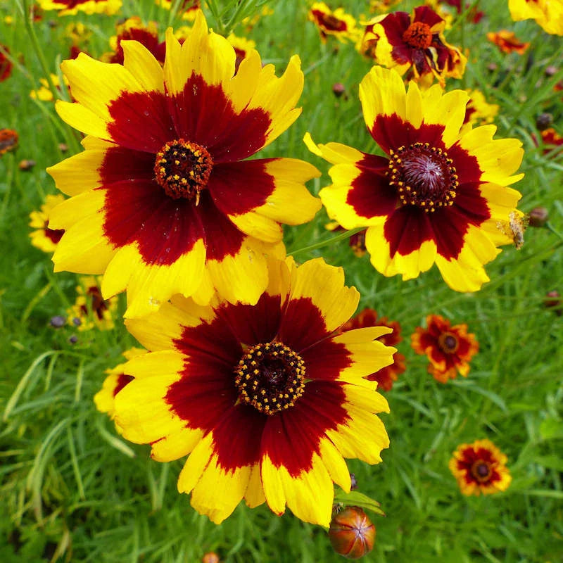 Coreopsis Seeds | Non-GMO Plains Variety | Flower Seeds | Free Shipping | 1271