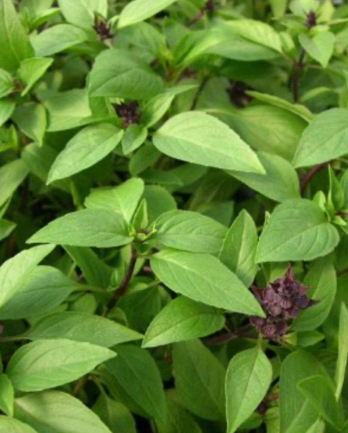 Thai Basil Seeds - 100+ Non-GMO Seeds - Ocimum basilicum - Buy 2 Get 2 Free