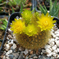 Notocactus Graessneri Flaviflorus Cactus Plant | Live Succulent | Yellow Flowering Cacti