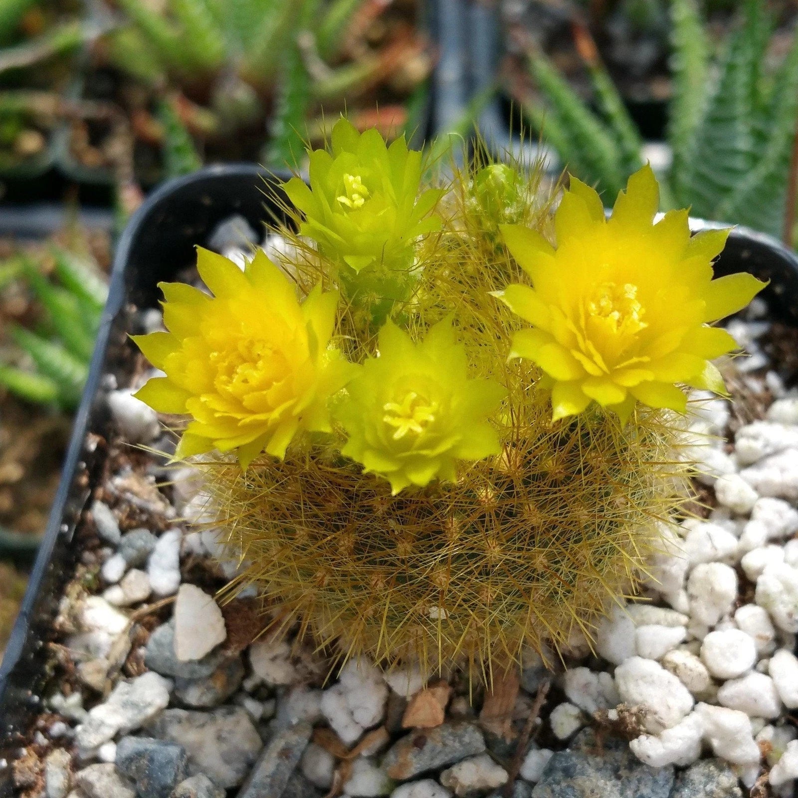 Notocactus Graessneri Flaviflorus Cactus Plant | Live Succulent | Yellow Flowering Cacti
