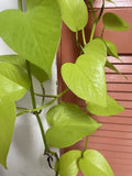 Neon Pothos Cuttings - 4 Fresh Cuttings - Lemon Lime Variety - Philodendron