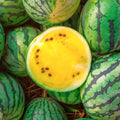 Yellow Petite Watermelon Seeds | Heirloom Mini Dwarf Melon Seeds | Citrullus lanatus 2025