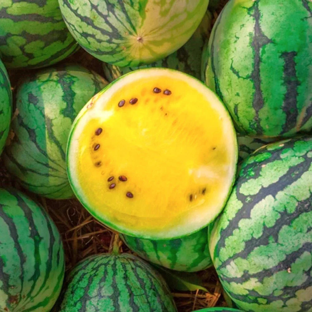 Yellow Petite Watermelon Seeds | Heirloom Mini Dwarf Melon Seeds | Citrullus lanatus 2025