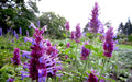 Hummingbird Mint Live Starter Plant - Agastache ‘Globetrotter’ - Perennial Herb for Pollinator Gardens