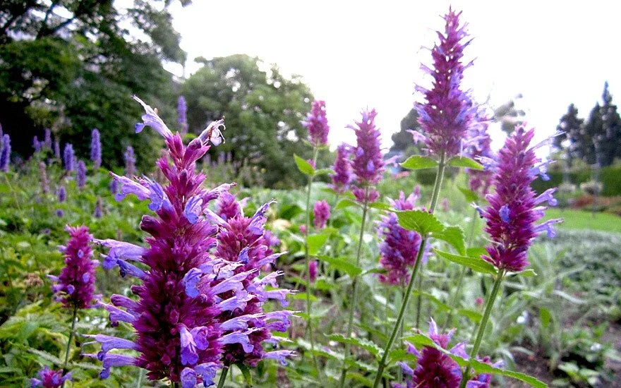 Hummingbird Mint Live Starter Plant - Agastache ‘Globetrotter’ - Perennial Herb for Pollinator Gardens