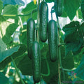 Socrates Cucumber - 25+ Seeds for Garden Planting - Cucumis sativus - USA Grown, Non-GMO