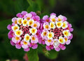 Verbena Ham & Eggs Seeds - Heirloom Variety, USA Harvested, Lantana camara, 30+ Seeds