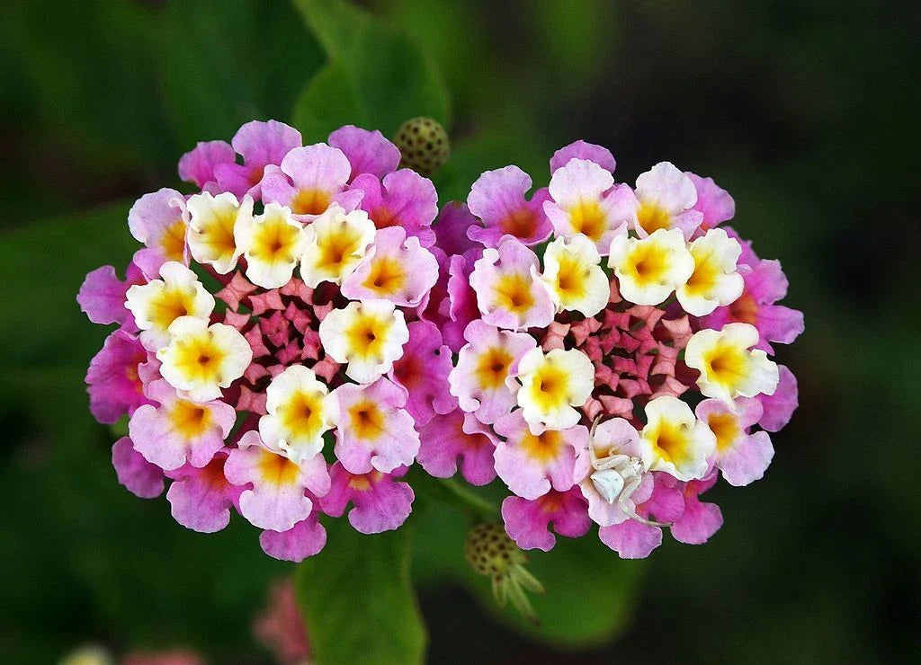 Verbena Ham & Eggs Seeds - Heirloom Variety, USA Harvested, Lantana camara, 30+ Seeds