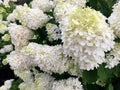 Pee Gee Hydrangea Cuttings - 6 Weeping White Blooms - Hydrangea paniculata