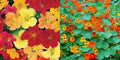 Nasturtium Seeds, Tall Mixed Colors, Edible Flowers, Non-GMO, 50 Seeds, Tropaeolum majus