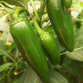 Jalapeno Pepper Seeds - 100+ Count - Medium Heat 8,000 Scoville - Perfect for 2025 Planting - Capsicum annuum