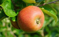 Marie Doudou Apple Seeds - 25+ Seeds for Garden Planting - Malus domestica - USA Quality, Free Shipping