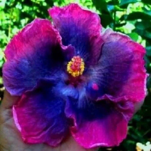 Pink Blue Hibiscus Seeds - 20 Perennial Tropical Flower Seeds - Hibiscus rosa-sinensis - US Seller