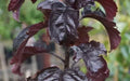 Aros Crabapple Seeds - 25+ for Garden Planting - Malus coronaria - USA