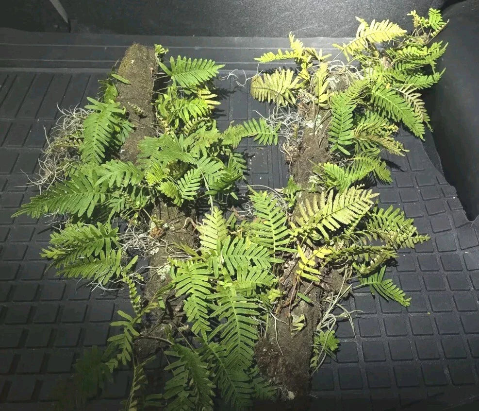 Resurrection Fern Live Plant Terrarium 12" Stick Polypodium polypodioides