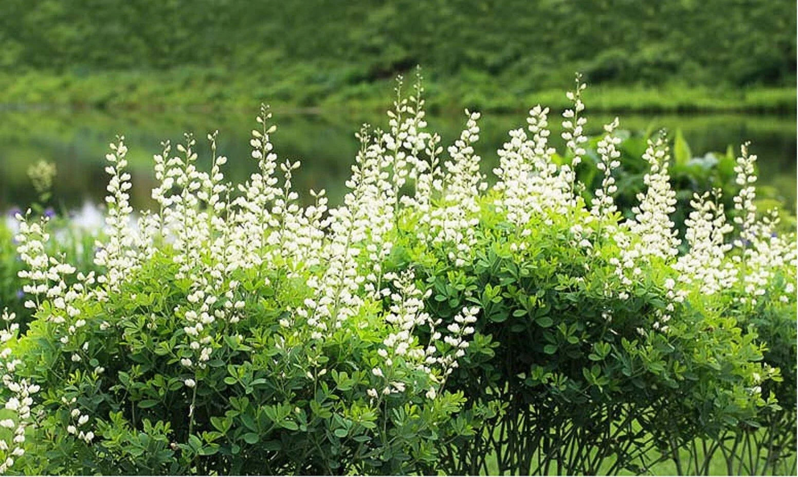 White Wild Indigo Seeds | Baptisia alba | Hardy Wildflower Perennial | Native Plant Seeds