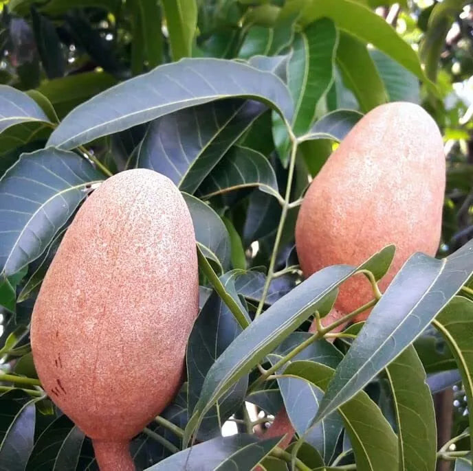 West Indies Mahogany Seeds - 5 Pack - High-Quality Planting Seeds - Swietenia mahagoni