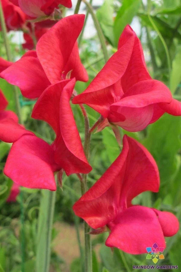 King Edward VII Sweet Pea Seeds - 50+ Pack - Heirloom Variety - Lathyrus odoratus - Garden Planting - USA