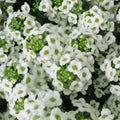 Sweet Alyssum Seeds, Carpet of Snow, White Heirloom, Non-GMO, 1000 Seeds, Perennial Flower, Garden Plant