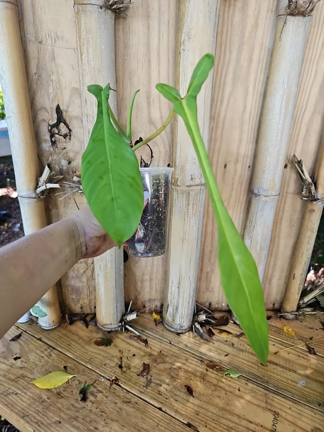 Philodendron Joepii XL Matured Aroid Plant 3.5" Pot Tall Variety with Larger Trunk