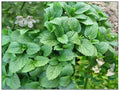 Lemon Balm Seeds 100+ Organic Melissa officinalis Bee Balm Honey Balm Herb