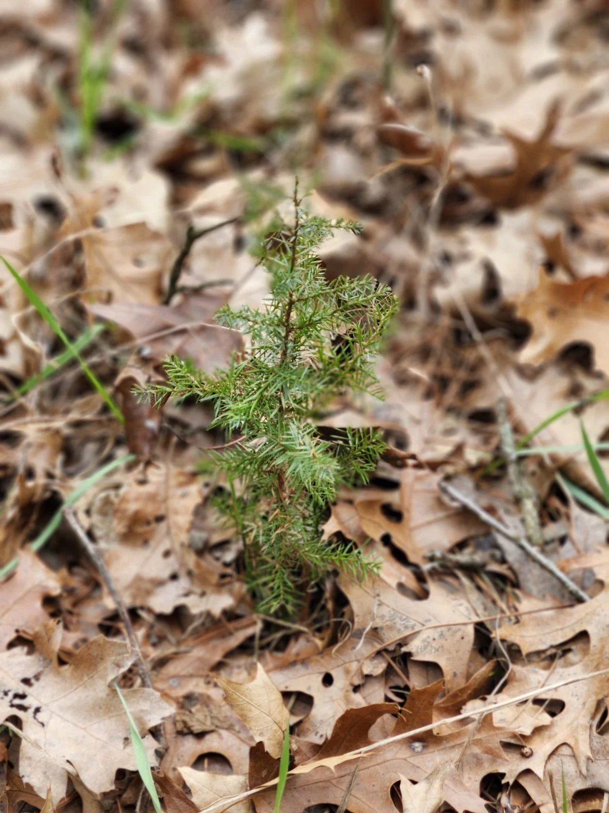 Eastern Red Cedar Seedlings - Bare Root - Juniperus Virginiana - 5-8+ Inches - Native Tree Plants for Landscaping