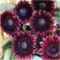 ProCut Red Sunflower Seeds - 25 Perennial Flowering Seeds - Helianthus annuus - USA Seller