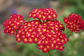 Red Yarrow Flower Seeds - 1000+ Perennial Milfoil Medicinal Herb (Achillea millefolium) Native Wildflower