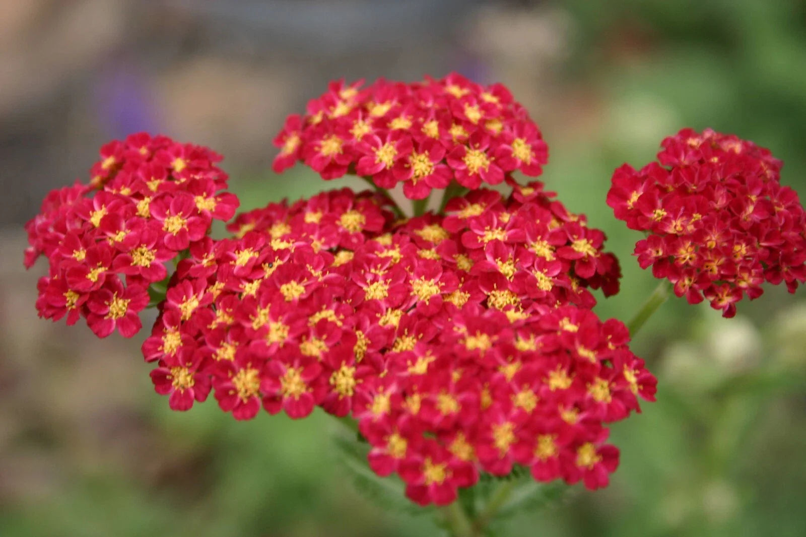 Red Yarrow Flower Seeds - 1000+ Perennial Milfoil Medicinal Herb (Achillea millefolium) Native Wildflower