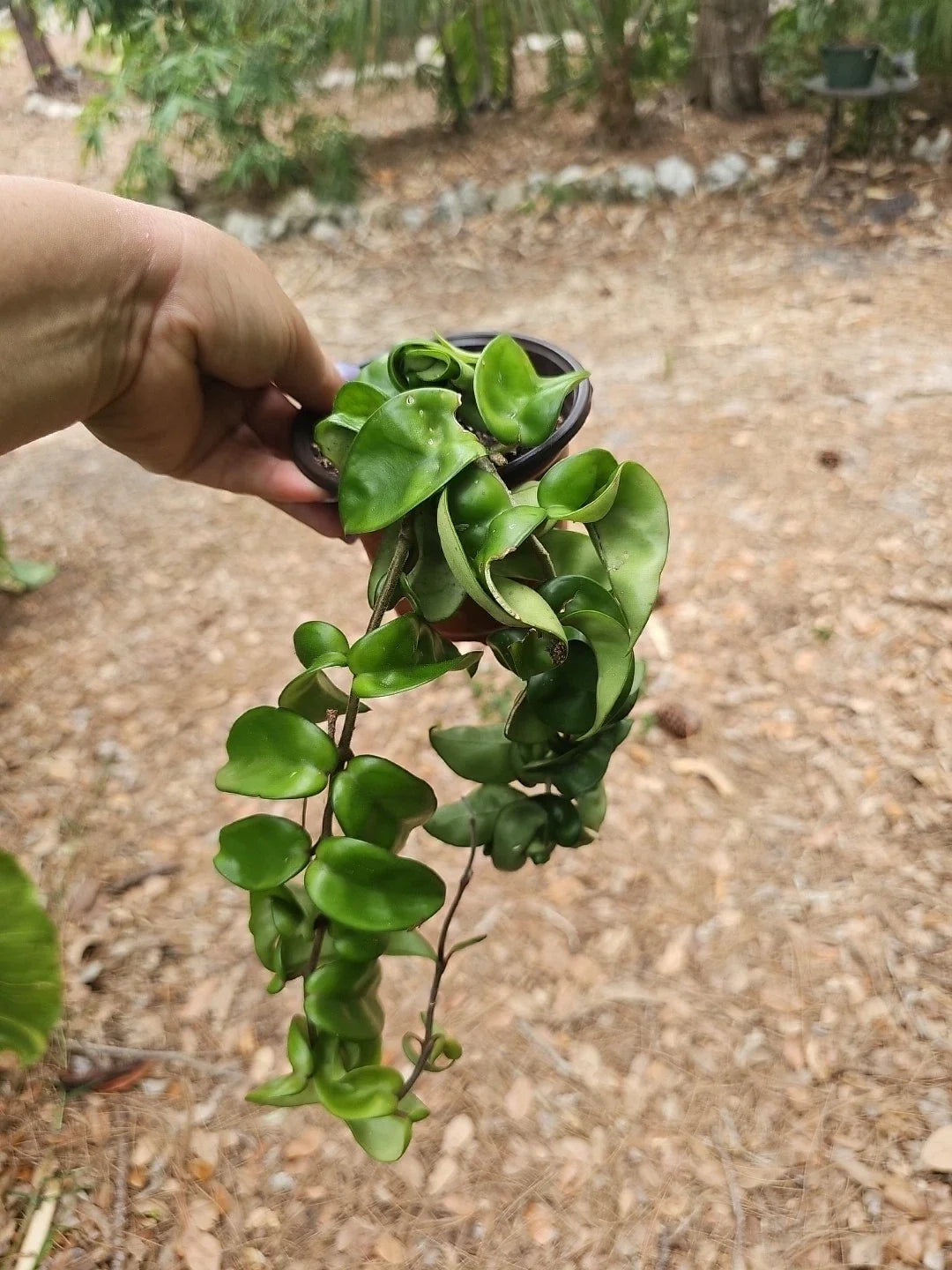 Large Hoya Carnosa Compacta 'Hindu Rope' Plant in 4" Pot - Unique Variegated Green Leaves, Easy Care Houseplant