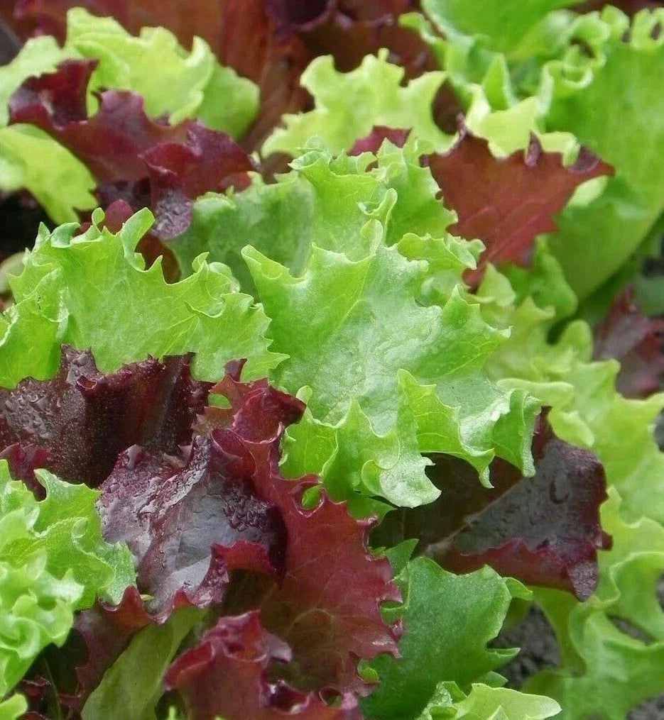 Gourmet Salad Blend Lettuce Seeds 500+ Count, Heirloom Greens, Ideal for Healthy Garden Planting