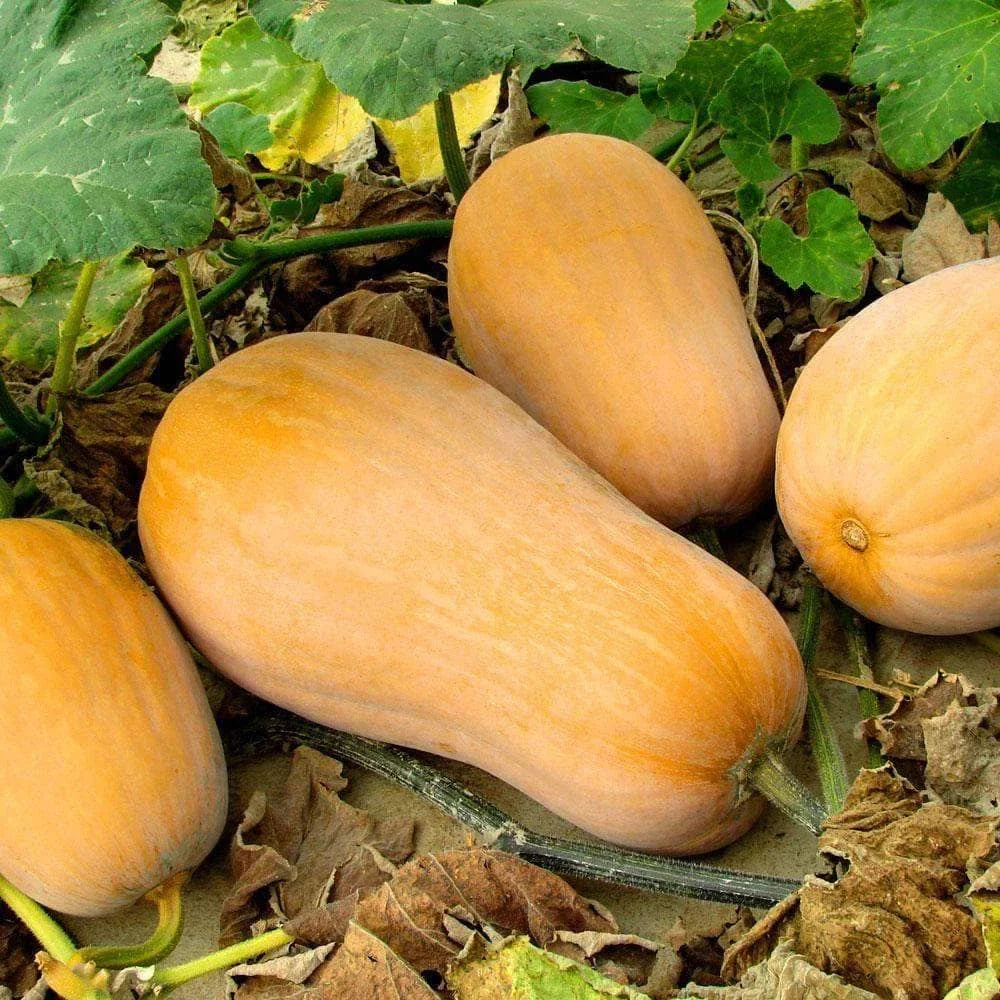 Waltham Butternut Squash Seeds - Heirloom Variety for 2025 Planting - Cucurbita moschata