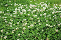 Dutch White Clover Seed - 500+ Seeds - Food Plot, Cover Crop, Pasture - Trifolium repens