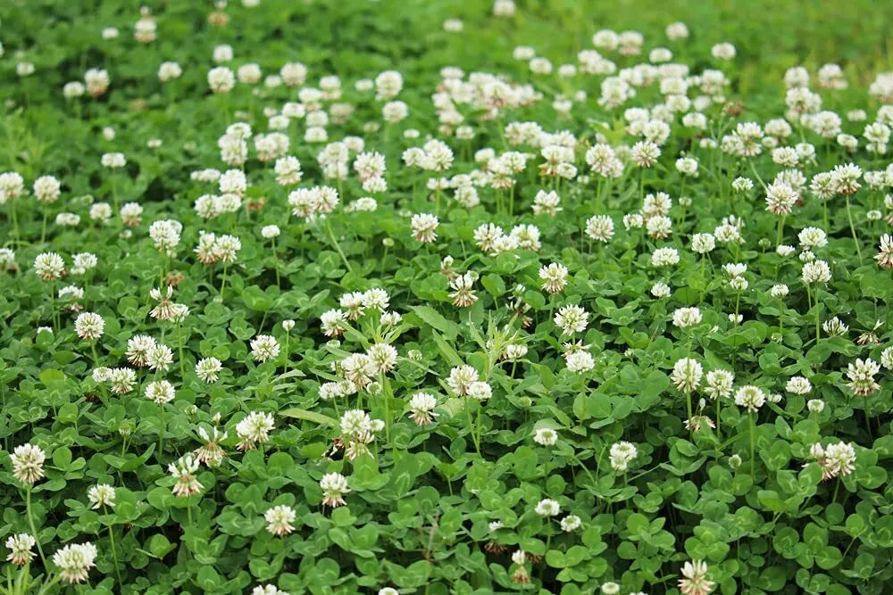 Dutch White Clover Seed - 500+ Seeds - Food Plot, Cover Crop, Pasture - Trifolium repens