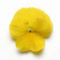 Pansy Seeds - 15 Pack Cool Wave Yellow Trailing Pansy - Violas wittrockiana