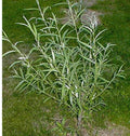 Jumbo Hybrid Willow Cuttings - 5/8 to 1 inches Thick - Salix X.