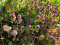Organic Purple Dead-Nettle 25 Seeds - Medicinal Herb Lamium Purpureum Archangel